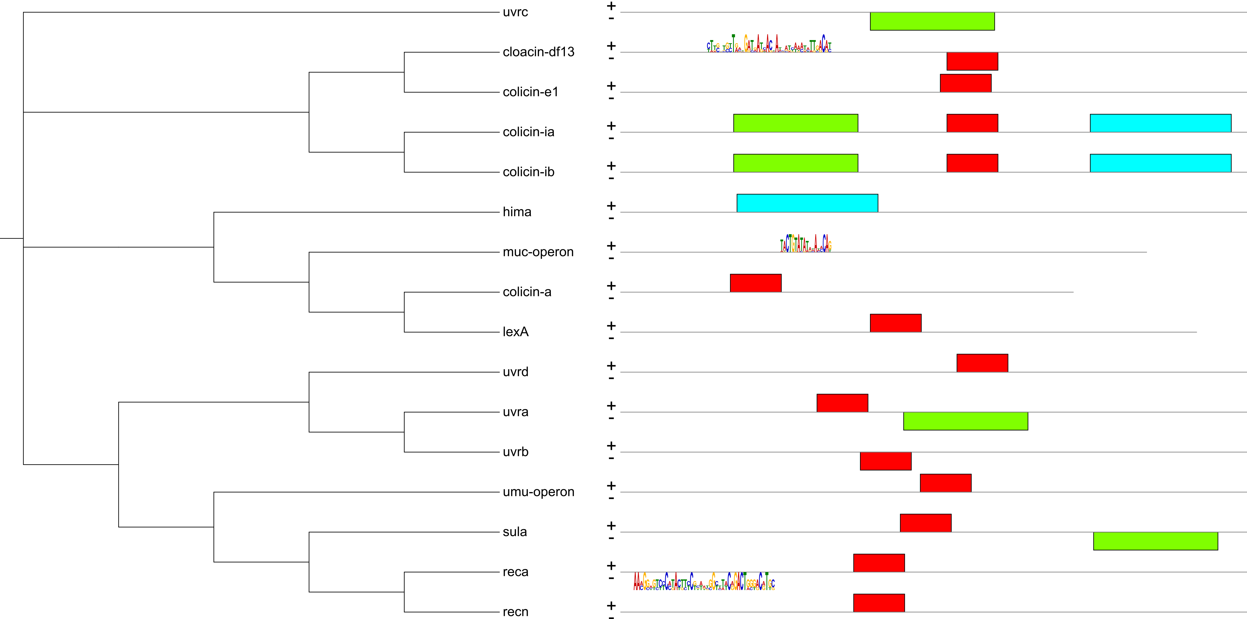An example visualization of MEME suite analysis. Some motifs are displayed as MEME motif logos.