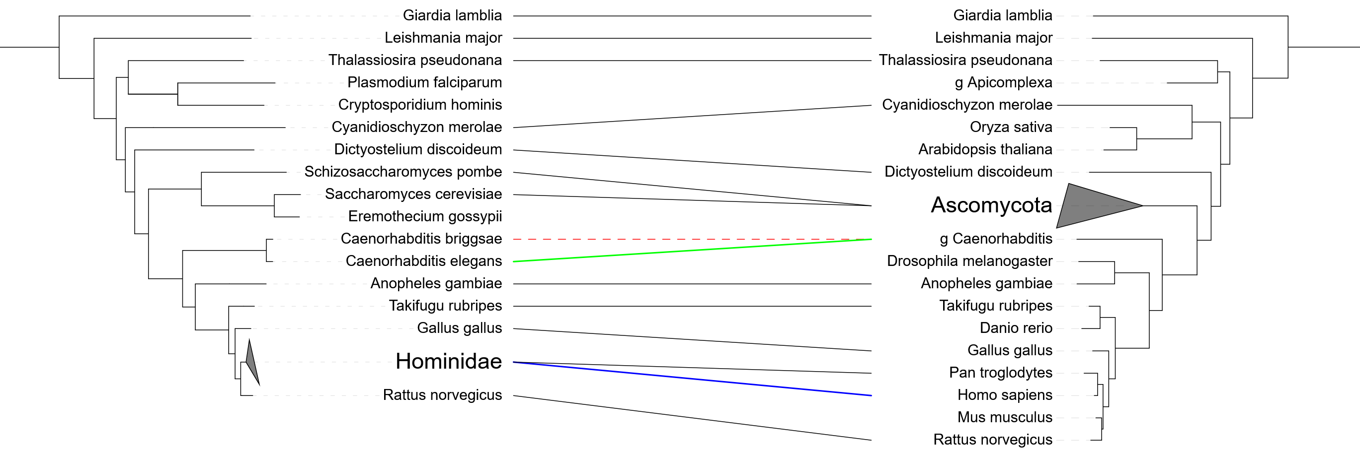 Comparing similar trees through a tanglegram dataset